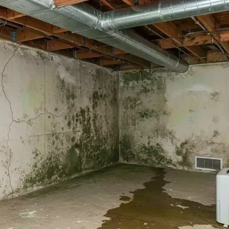 Professional Mold Removal in Black River, NY